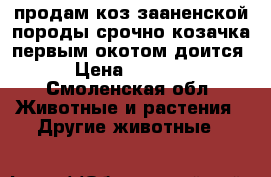 продам коз зааненской породы.срочно.козачка первым окотом,доится. › Цена ­ 10 000 - Смоленская обл. Животные и растения » Другие животные   